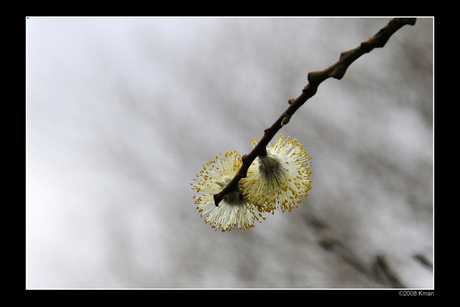 Vroege knopjes