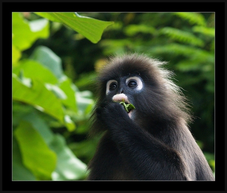 Dusky Leaf Monkey