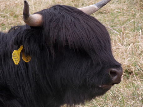 zwarte schotse hooglander