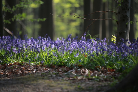 Hallerbos 2015