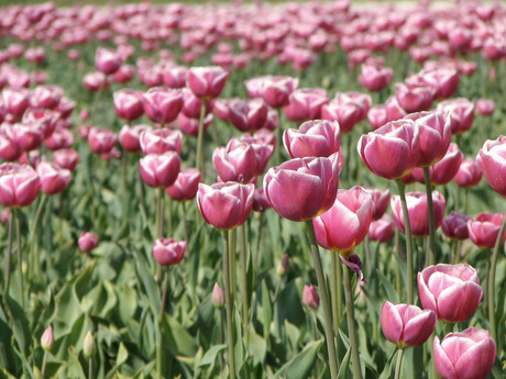 meer tulpen