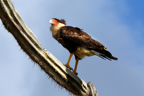 Kuifcaracara