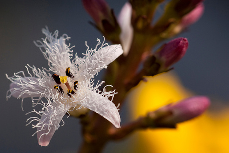 eerste bloem waterdrieblad