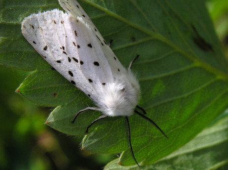 Witte tijgervlinder