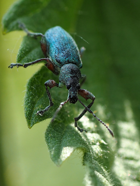 Groene struiksnuitkever