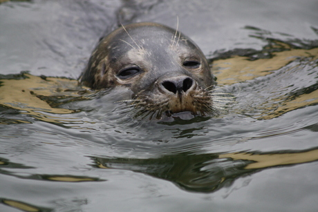 Zeehond