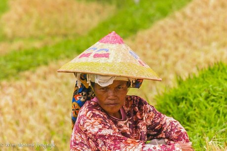 Op de sawah