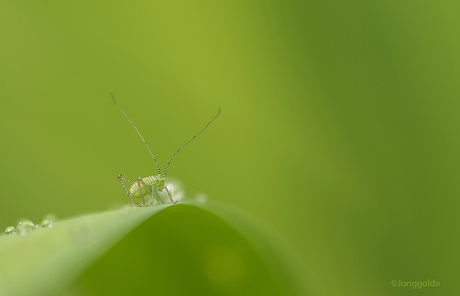 Struiksprinkhaantje 2 mm