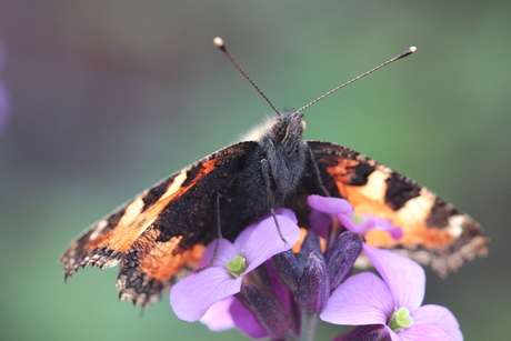 natuur in eigen tuin