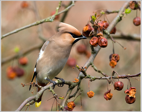 Pestvogel