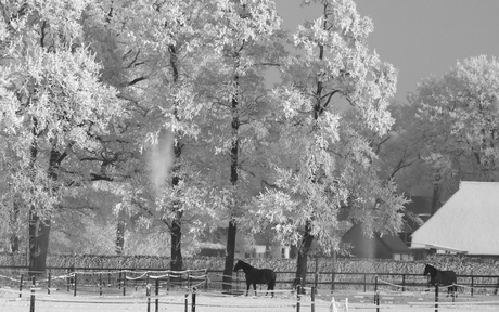 Paarden in winterlandschap!