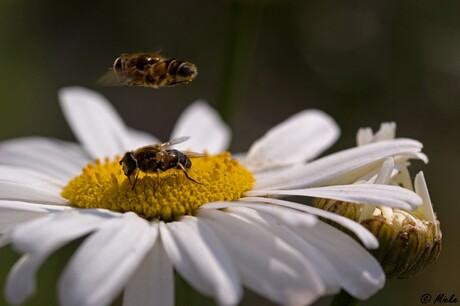 Margriet met zweefvliegen