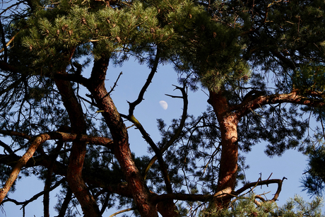 de maan door de bomen