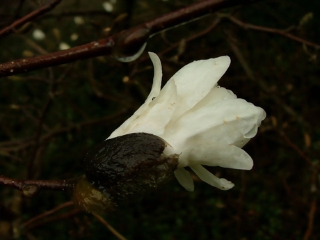 Wet Magnolia 1