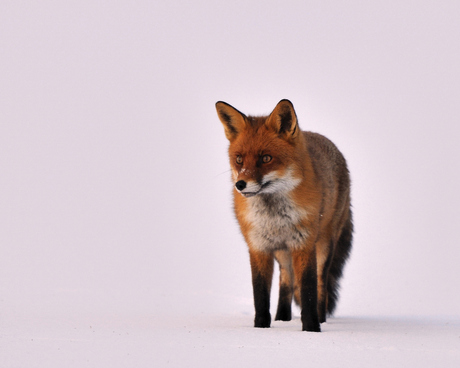 Vulpes vulpes