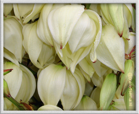 Yucca