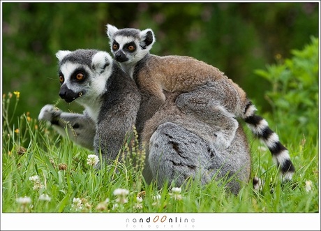 Lemur catta I