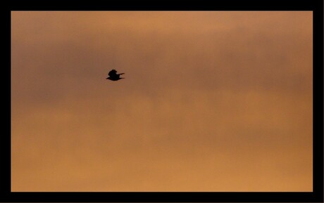 Zwarte kraai in avondschemering