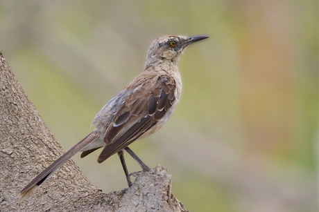 Tropische spotlijster (Curaçao)