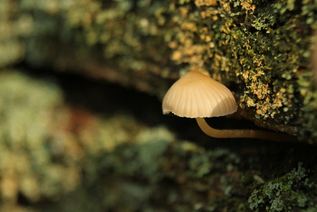 A shelter for the rain