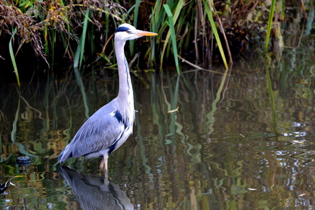 Reiger