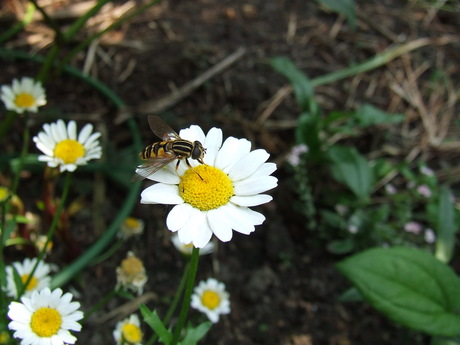 boterbloemetje met bij