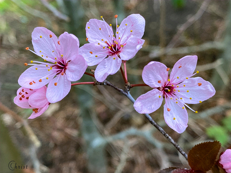 prunus