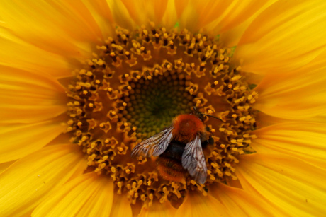 Bij bij een zonnebloem