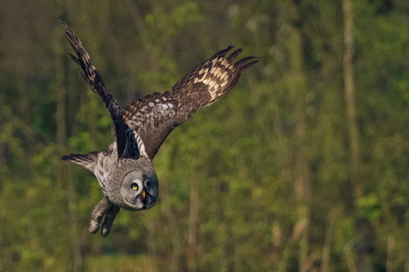 laplanduil