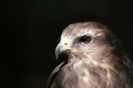 Buizerd