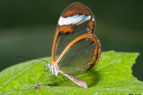 Glas vlinder