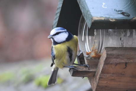 Pimpelmees - Cyanistes caeruleus