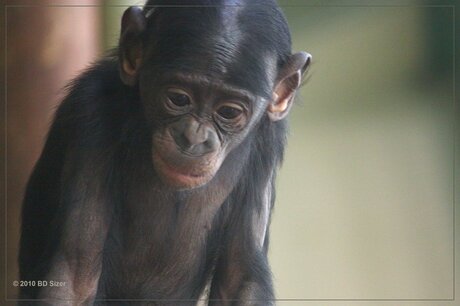 jonge bonobo