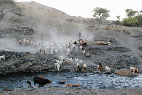 Herding cattle - AFRIKA