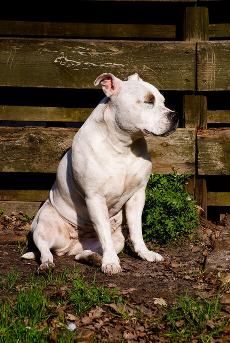 Lola the Staffordshire Bull Terrier