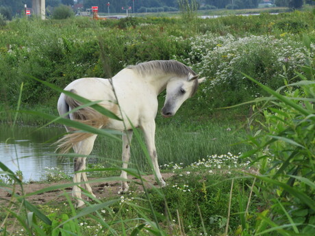 Paard in de wei