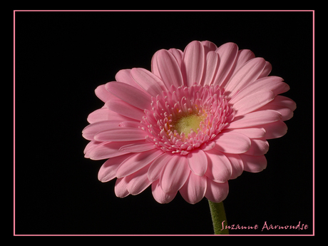 roze gerbera