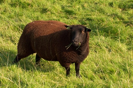 zwarte schaap