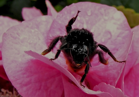 Verzopen Hommel