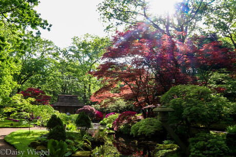 Japanse tuin Clingendael, Den Haag