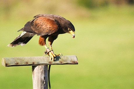 Steppebuizerd