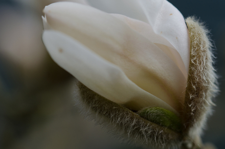 stermagnolia - zoom - 3