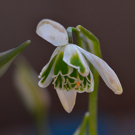 Sneeuwklokje_Galanthus Lavinia