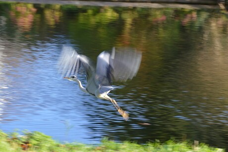 Reiger in volle vaart