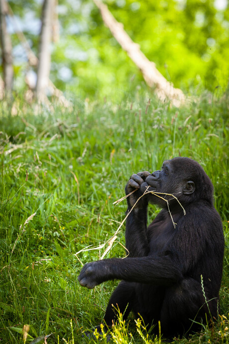 gorilla in gedachte verzonken