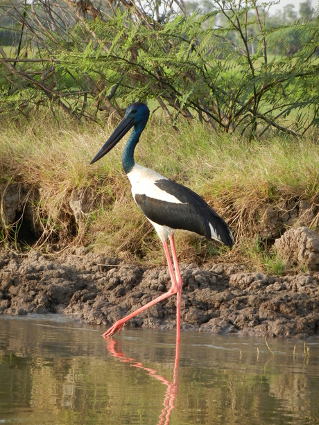 Watervogel