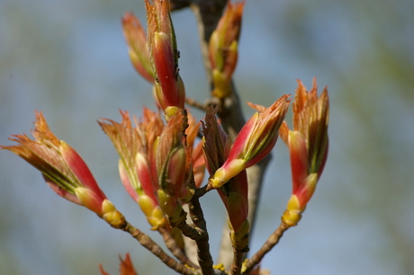 Esdoorn in de knop