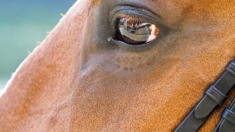 Hors eye