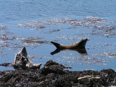 Seals in Portnahaven