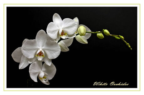 White Orchidee